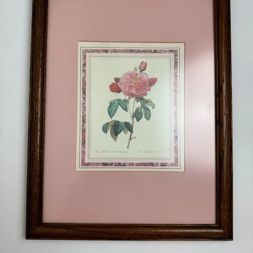 Vtg PIERRE JOSEPH REDOUTE BOTANICAL ART Rosa Gallica Aurelianensis Framed Print